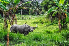 Water Buffalos Royalty Free Stock Photos Water Buffalos Royalty Free Stock Photos
