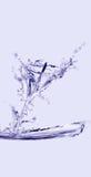 Water Calla Lily Stock Photo Water Calla Lily Stock Photo