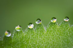 Water, Dew, Drop, Moisture Water, Dew, Drop, Moisture