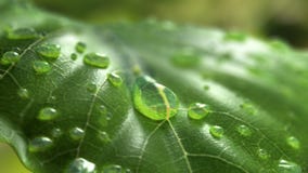 Water Drop Flows Down on a Leaf