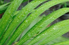 Water Drop On Leaves Royalty Free Stock Image