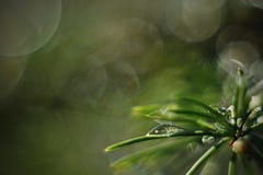 Water drop on spruce tree needles royalty free stock photos Water drop on spruce tree needles royalty free stock photos