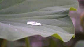 Lotus leaf in rain