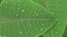 Water drops falling on beautiful green leaves