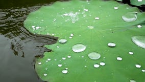 Water Drops On The Lotus Leaf Nelumbo Nucifera.