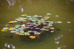 Water lilies in the city pond royalty free stock photography Water lilies in the city pond royalty free stock photography