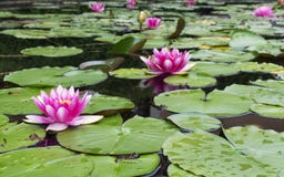 Water Lilies In Park Pond Stock Images
