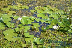Water lilies in Zasavica stock image Water lilies in Zasavica stock image
