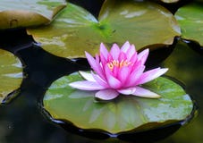 Water lillies and water reflections. royalty free stock photos Water lillies and water reflections. royalty free stock photos