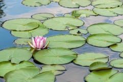 Water Lilly In A Pond Stock Photo