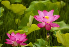 Water Lily Stock Photo