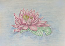 Water lily Royalty Free Stock Images