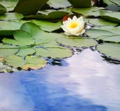 Water Lily In A Pond Royalty Free Stock Photo Water Lily In A Pond Royalty Free Stock Photo