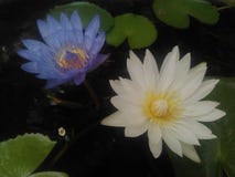 Twin water lilies Nymphaeaceae stock photos Twin water lilies Nymphaeaceae stock photos