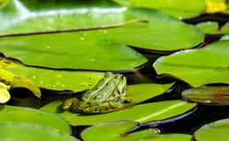 Water, Ranidae, Fauna, Vegetation Stock Images Water, Ranidae, Fauna, Vegetation Stock Images