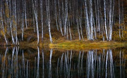 Water Reflections Of Autumn Birch Royalty Free Stock Photo Water Reflections Of Autumn Birch Royalty Free Stock Photo