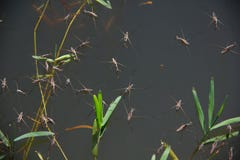 Water Striders royalty free stock image Water Striders royalty free stock image