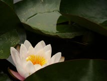 Palermo, Sicily, Italy. Water lily flower in the botanical garde stock photo Palermo, Sicily, Italy. Water lily flower in the botanical garde stock photo