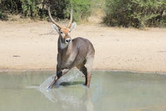 Waterbuck - fauna de África - alertado al peligro, chapoteo del escape fotos de archivo libres de regalías Waterbuck - fauna de África - alertado al peligro, chapoteo del escape fotos de archivo libres de regalías