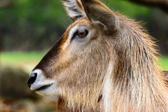 Waterbuck Kobus ellipsiprymnus profile view. Close-up of face Royalty Free Stock Photos Waterbuck Kobus ellipsiprymnus profile view. Close-up of face Royalty Free Stock Photos
