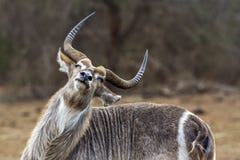Waterbuck in Kruger National park, South Africa royalty free stock image Waterbuck in Kruger National park, South Africa royalty free stock image
