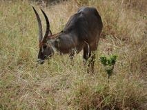 Waterbuck Safari National Park Tarangiri Ngorongoro stock photography Waterbuck Safari National Park Tarangiri Ngorongoro stock photography