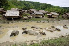Waterbuffel voor Hmong dorp, Laos stock afbeeldingen Waterbuffel voor Hmong dorp, Laos stock afbeeldingen