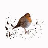 Watercolor bird - Robin. Colorful water color illustration. Isolated on the white background.Watercolor hand drawn of a bird robin vector illustration Watercolor bird - Robin. Colorful water color illustration. Isolated on the white background.Watercolor hand drawn of a bird robin vector illustration