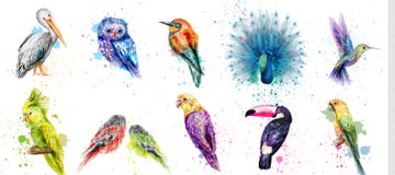 Watercolor Birds Set Vector. Peacock, Owl, Pelican, Parrot, Humming Birds Collections Royalty Free Stock Photography Watercolor Birds Set Vector. Peacock, Owl, Pelican, Parrot, Humming Birds Collections Royalty Free Stock Photography