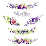 Watercolor borders set with flowers, figs and berries. Original hand drawn illustration in violet shades. Fresh summer stock illustration Watercolor borders set with flowers, figs and berries. Original hand drawn illustration in violet shades. Fresh summer stock illustration