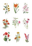 Watercolor botanical illustration of garden flowers. royalty free illustration Watercolor botanical illustration of garden flowers. royalty free illustration