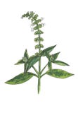 Watercolor botanical illustration of green basil. stock illustration Watercolor botanical illustration of green basil. stock illustration