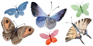 Watercolor butterfly tender insect, intresting moth, isolated wing illustration stock illustration Watercolor butterfly tender insect, intresting moth, isolated wing illustration stock illustration