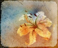 Watercolor Card With Lily Royalty Free Stock Image Watercolor Card With Lily Royalty Free Stock Image