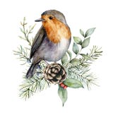Watercolor Christmas card with robin and branches decor. Hand painted bird, pine cone, berries, fir and eucalyptus