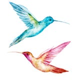 Watercolor colibri bird
