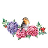 Watercolor composition with robin and flowers. Hand painted hydrangea and dog rose bouquet with eucalyptus leaves stock illustration Watercolor composition with robin and flowers. Hand painted hydrangea and dog rose bouquet with eucalyptus leaves stock illustration