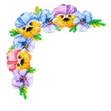 Watercolor corner with spring flowers pansies. Flower frame with floral corners and blank center for custom text. For birthday stock illustration Watercolor corner with spring flowers pansies. Flower frame with floral corners and blank center for custom text. For birthday stock illustration