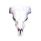 Watercolor cow skull vector illustration Watercolor cow skull vector illustration