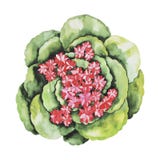 Watercolor Cute Succulent Royalty Free Stock Images Watercolor Cute Succulent Royalty Free Stock Images