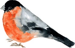 Watercolor Drawing Bird Stock Image