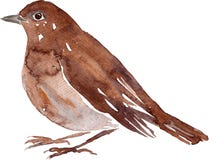 Watercolor Drawing Bird Stock Photography