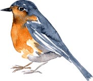 Watercolor Drawing Bird Stock Images