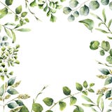 Watercolor floral frame. Hand painted plant card with eucalyptus, fern and spring greenery branches isolated on white