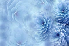 Watercolor flowers on blurry blue background . Blue-white flowers chrysanthemum. floral collage. Flower composition.