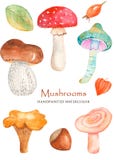Watercolor forest mushrooms. stock illustration Watercolor forest mushrooms. stock illustration