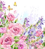 Watercolor garden flower. Watercolor rose illustration. Watercolor flower background. stock illustration Watercolor garden flower. Watercolor rose illustration. Watercolor flower background. stock illustration