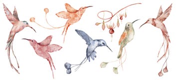 Watercolor Hummingbird Hand Drawn Illustration Royalty Free Stock Photography