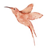 Watercolor Hummingbird Hand Drawn Illustration Stock Image