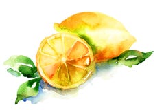 Watercolor Illustration Of Lemon Stock Photo Watercolor Illustration Of Lemon Stock Photo